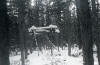 Dyatlov Pass Incident